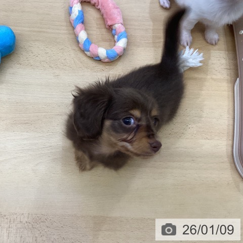 福岡県のカニンヘンダックスフンド(ロング) (ペットプラス MARK IS 福岡ももち店/2025年11月4日生まれ/女の子/チョコレートタン)の子犬の4枚目の画像