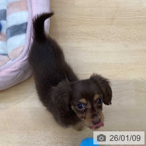 福岡県のカニンヘンダックスフンド(ロング) (ペットプラス MARK IS 福岡ももち店/2025年11月4日生まれ/女の子/チョコレートタン)の子犬の3枚目の画像