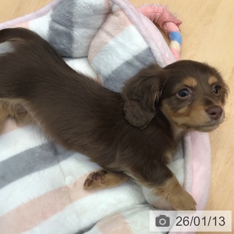 熊本県のカニンヘンダックスフンド(ロング) (ペットプラス 熊本店/2025年11月7日生まれ/女の子/チョコレートタン)の子犬の3枚目の画像
