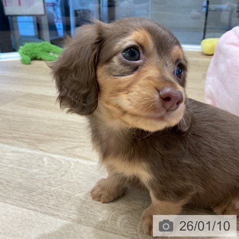 福岡県のカニンヘンダックスフンド(ロング) (ペットプラス 香椎浜店/2025年11月7日生まれ/女の子/チョコレートタン)の子犬の4枚目の画像