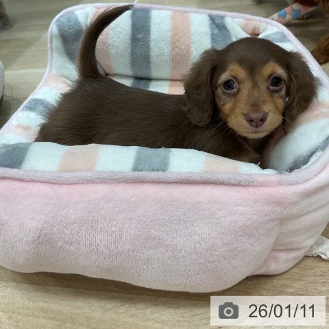 福岡県のカニンヘンダックスフンド(ロング) (ペットプラス 香椎浜店/2025年11月7日生まれ/女の子/チョコレートタン)の子犬の3枚目の画像