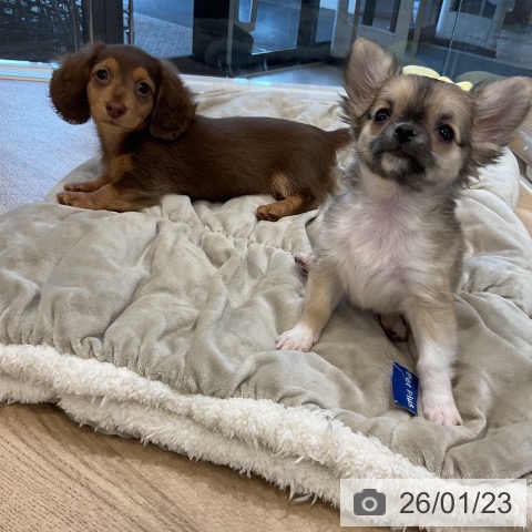 福岡県のカニンヘンダックスフンド(ロング) (ペットプラス 香椎浜店/2025年11月7日生まれ/女の子/チョコレートタン)の子犬の3枚目の画像