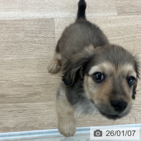 福岡県のカニンヘンダックスフンド(ロング) (ペットプラス 八幡東店/2025年11月6日生まれ/男の子/シェーデットイエロー)の子犬の4枚目の画像