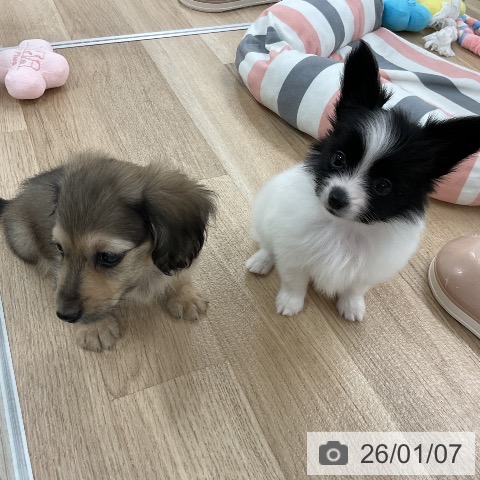 福岡県のカニンヘンダックスフンド(ロング) (ペットプラス 八幡東店/2025年11月6日生まれ/男の子/シェーデットイエロー)の子犬の3枚目の画像