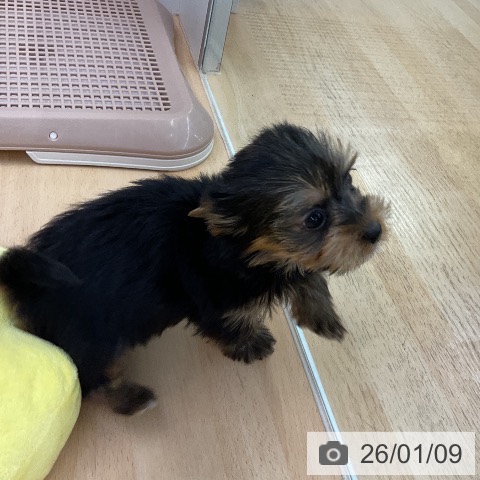 福岡県のヨークシャーテリア (ペットプラス 福岡店/2025年11月7日生まれ/女の子/スチールブルータン)の子犬の3枚目の画像
