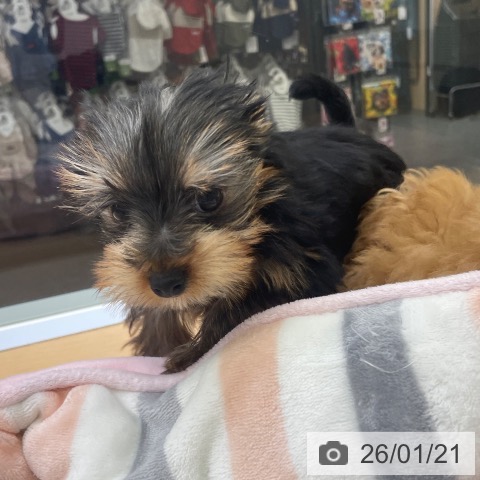 福岡県のヨークシャーテリア (ペットプラス MARK IS 福岡ももち店/2025年11月7日生まれ/女の子/スチールブルータン)の子犬の4枚目の画像
