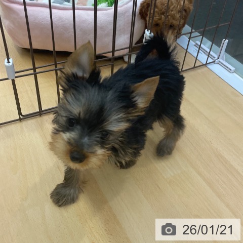 福岡県のヨークシャーテリア (ペットプラス MARK IS 福岡ももち店/2025年11月7日生まれ/女の子/スチールブルータン)の子犬の3枚目の画像