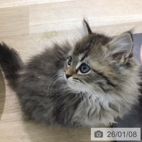 宮崎県のラガマフィン (ペットプラス 宮崎店/2025年10月23日生まれ/男の子/ブラウンタビー)の子猫の3枚目の画像