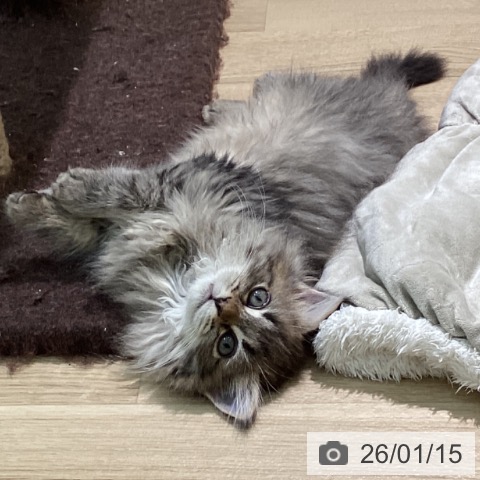 宮崎県のラガマフィン (ペットプラス 宮崎店/2025年10月23日生まれ/男の子/ブラウンタビー)の子猫の3枚目の画像