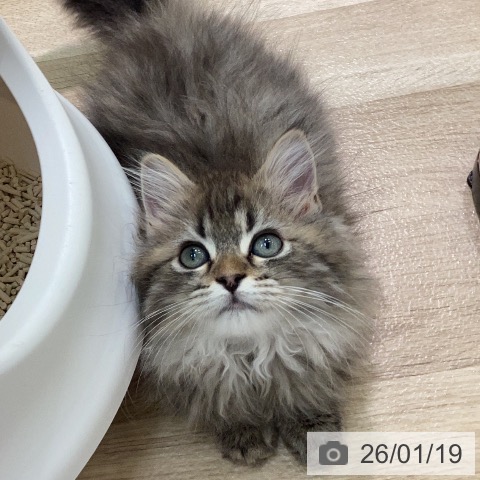 宮崎県のラガマフィン (ペットプラス 宮崎店/2025年10月23日生まれ/男の子/ブラウンタビー)の子猫の4枚目の画像