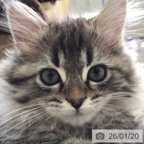 宮崎県のラガマフィン (ペットプラス 宮崎店/2025年10月23日生まれ/男の子/ブラウンタビー)の子猫の3枚目の画像