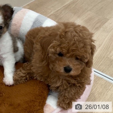 福岡県のトイプードル(トイ) (ペットプラス ららぽーと福岡店/2025年11月7日生まれ/女の子/レッド)の子犬の4枚目の画像