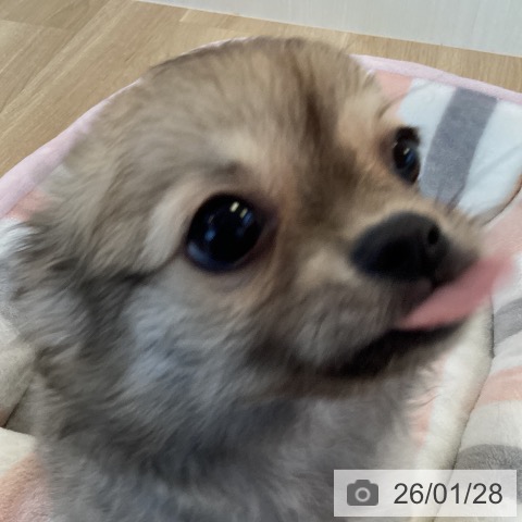 福岡県のチワワ(ロング) (ペットプラス ららぽーと福岡店/2025年11月7日生まれ/女の子/フォーン)の子犬の4枚目の画像