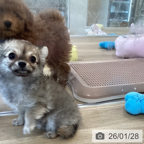 福岡県のチワワ(ロング) (ペットプラス ららぽーと福岡店/2025年11月7日生まれ/女の子/フォーン)の子犬の3枚目の画像