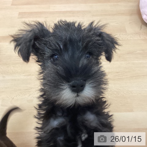 福岡県のミニチュアシュナウザー (ペットプラス 福岡伊都店/2025年11月5日生まれ/男の子/ソルトペッパー)の子犬の3枚目の画像