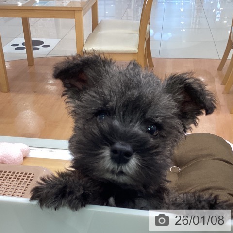 ミニチュア・シュナウザーの写真