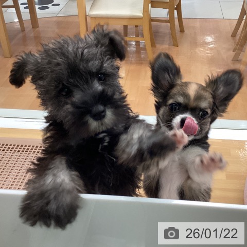 ミニチュア・シュナウザーの写真