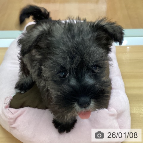 ミニチュア・シュナウザーの写真