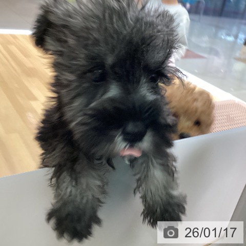 ミニチュア・シュナウザーの写真