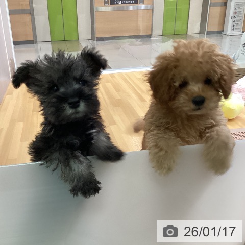 ミニチュア・シュナウザーの写真