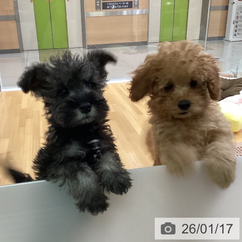 福岡県のミニチュアシュナウザー (ペットプラス ららぽーと福岡店/2025年11月5日生まれ/男の子/ソルトペッパー)の子犬の4枚目の画像