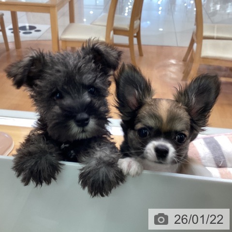 福岡県のミニチュアシュナウザー (ペットプラス ららぽーと福岡店/2025年11月5日生まれ/男の子/ソルトペッパー)の子犬の3枚目の画像