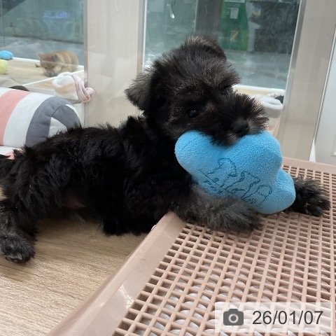 福岡県のミニチュアシュナウザー (ペットプラス 八幡東店/2025年11月5日生まれ/女の子/ソルトペッパー)の子犬の3枚目の画像