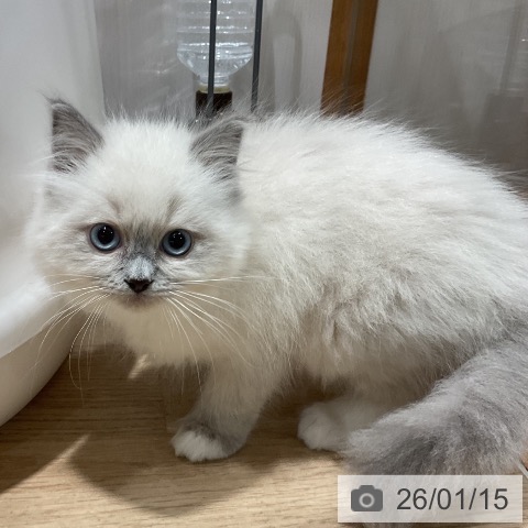 福岡県のラグドール (ペットプラス 八幡東店/2025年11月2日生まれ/女の子/ブルーポイントミテッド)の子猫の4枚目の画像