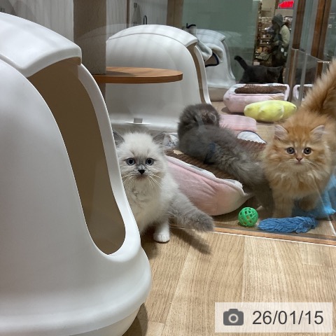 福岡県のラグドール (ペットプラス 八幡東店/2025年11月2日生まれ/女の子/ブルーポイントミテッド)の子猫の3枚目の画像