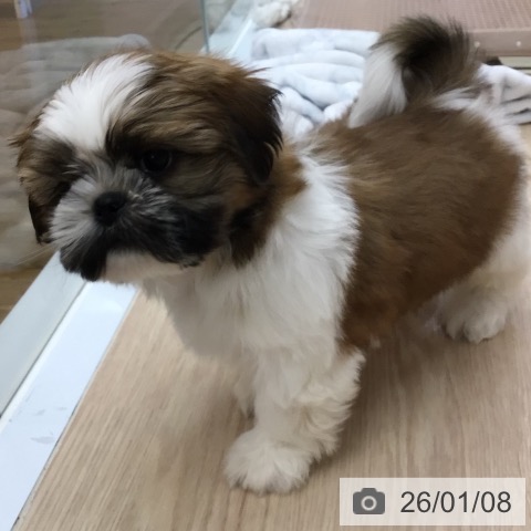 沖縄県のシーズー (ペットプラス 南風原店/2025年11月8日生まれ/男の子/ホワイトゴールド)の子犬の4枚目の画像