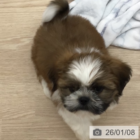 沖縄県のシーズー (ペットプラス 南風原店/2025年11月8日生まれ/男の子/ホワイトゴールド)の子犬の3枚目の画像