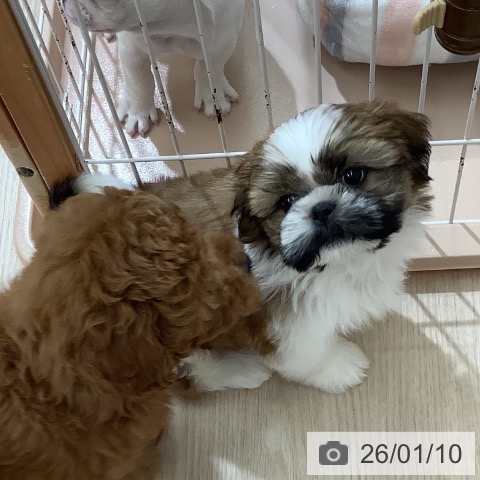 沖縄県のシーズー (ペットプラス 南風原店/2025年11月8日生まれ/男の子/ホワイトゴールド)の子犬の3枚目の画像