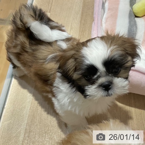 福岡県のシーズー (ペットプラス 小倉南店/2025年11月8日生まれ/男の子/ホワイトゴールド)の子犬の4枚目の画像