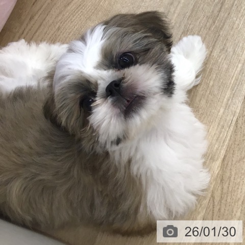 福岡県のシーズー (ペットプラス 春日店/2025年11月8日生まれ/男の子/ホワイトゴールド)の子犬の4枚目の画像