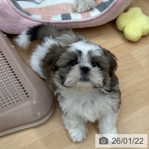 福岡県のシーズー (ペットプラス 春日店/2025年11月8日生まれ/男の子/ホワイトゴールド)の子犬の3枚目の画像