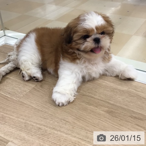 鹿児島県のシーズー (ペットプラス 姶良店/2025年11月8日生まれ/女の子/ホワイトゴールド)の子犬の4枚目の画像