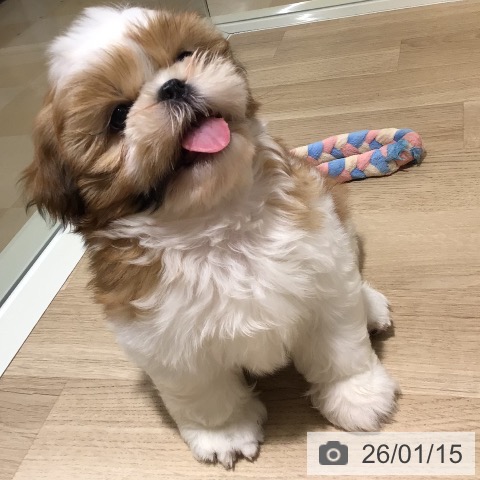 鹿児島県のシーズー (ペットプラス 姶良店/2025年11月8日生まれ/女の子/ホワイトゴールド)の子犬の3枚目の画像