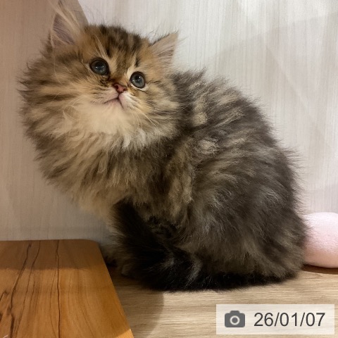 福岡県のペルシャ (ペットプラス 八幡東店/2025年10月31日生まれ/男の子/チンチラゴールデン)の子猫の4枚目の画像