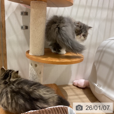 福岡県のペルシャ (ペットプラス 八幡東店/2025年10月31日生まれ/男の子/チンチラゴールデン)の子猫の3枚目の画像