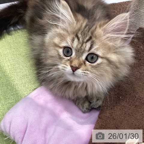 熊本県のペルシャ (ペットプラス 熊本店/2025年10月31日生まれ/女の子/チンチラゴールデン)の子猫の3枚目の画像