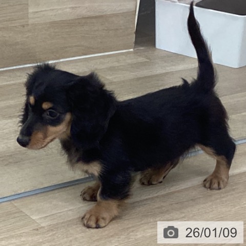 福岡県のミニチュアダックスフンド(ロング) (ペットプラス 春日店/2025年11月2日生まれ/男の子/ブラックタン)の子犬の4枚目の画像