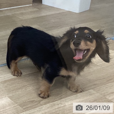 福岡県のミニチュアダックスフンド(ロング) (ペットプラス 春日店/2025年11月2日生まれ/男の子/ブラックタン)の子犬の3枚目の画像