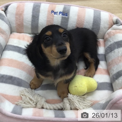 福岡県のミニチュアダックスフンド(ロング) (ペットプラス 春日店/2025年11月2日生まれ/男の子/ブラックタン)の子犬の3枚目の画像