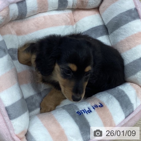 長崎県のミニチュアダックスフンド(ロング) (ペットプラス 長崎店/2025年11月2日生まれ/女の子/ブラックタン)の子犬の3枚目の画像