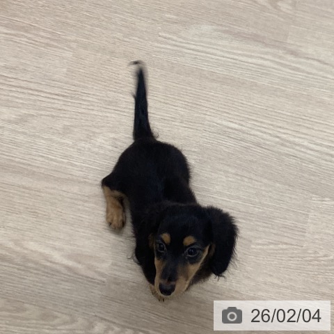 長崎県のミニチュアダックスフンド(ロング) (ペットプラス 長崎店/2025年11月2日生まれ/女の子/ブラックタン)の子犬の4枚目の画像