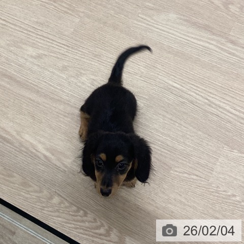 長崎県のミニチュアダックスフンド(ロング) (ペットプラス 長崎店/2025年11月2日生まれ/女の子/ブラックタン)の子犬の3枚目の画像