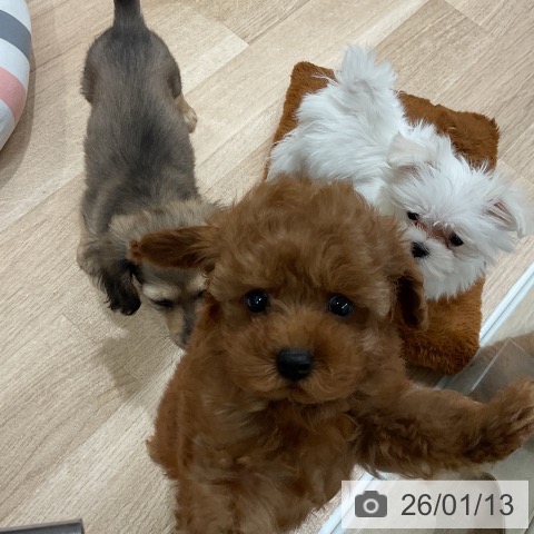 マルチーズの写真