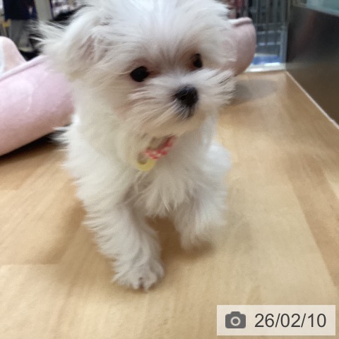 マルチーズの写真