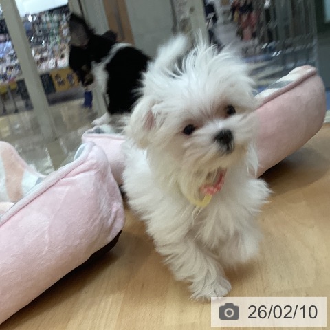 マルチーズの写真