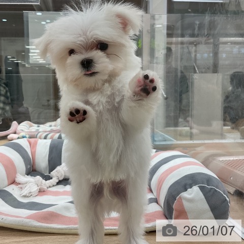 福岡県のマルチーズ (ペットプラス 八幡東店/2025年10月25日生まれ/男の子/ホワイト)の子犬の4枚目の画像